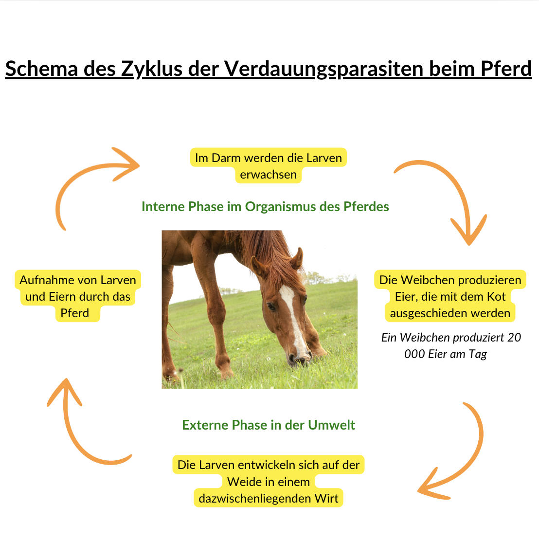 Schéma du cycle des parasites digestifs chez le cheval